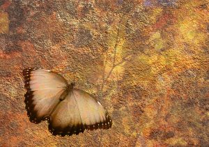 aarde en vlinder